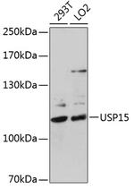 USP15 Antibody in Western Blot (WB)