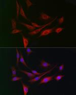 DCAF7 Antibody in Immunocytochemistry (ICC/IF)