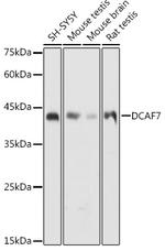 DCAF7 Antibody in Western Blot (WB)