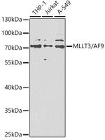 AF9 Antibody in Western Blot (WB)