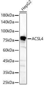 ACSL4 Antibody in Western Blot (WB)