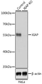 XIAP Antibody