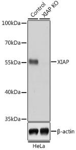 XIAP Antibody in Western Blot (WB)