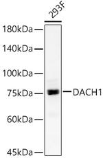 DACH1 Antibody in Western Blot (WB)