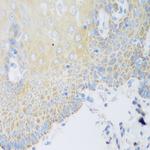 DHODH Antibody in Immunohistochemistry (Paraffin) (IHC (P))