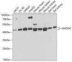 DHODH Antibody in Western Blot (WB)