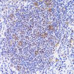 NASP Antibody in Immunohistochemistry (Paraffin) (IHC (P))