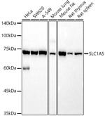 ASCT2 Antibody in Western Blot (WB)