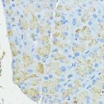 SOD3 Antibody in Immunohistochemistry (Paraffin) (IHC (P))