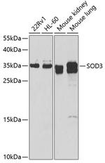 SOD3 Antibody in Western Blot (WB)