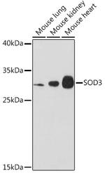 SOD3 Antibody in Western Blot (WB)