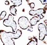 Growth Hormone Antibody in Immunohistochemistry (Paraffin) (IHC (P))