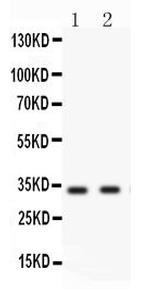 Livin Antibody in Western Blot (WB)