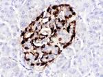 VIP Antibody in Immunohistochemistry (Paraffin) (IHC (P))