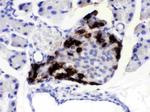 VIP Antibody in Immunohistochemistry (Paraffin) (IHC (P))