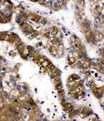 ADH5 Antibody in Immunohistochemistry (Paraffin) (IHC (P))