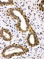 ADH5 Antibody in Immunohistochemistry (Paraffin) (IHC (P))