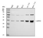 ADH5 Antibody in Western Blot (WB)