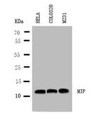 MIF Antibody in Western Blot (WB)