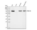 PKC alpha Antibody in Western Blot (WB)