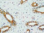 PP2A alpha Antibody in Immunohistochemistry (Paraffin) (IHC (P))