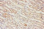 PP2A alpha Antibody in Immunohistochemistry (Paraffin) (IHC (P))