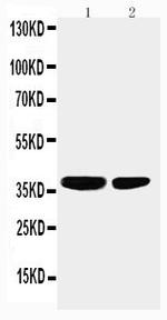 PP2A alpha Antibody in Western Blot (WB)