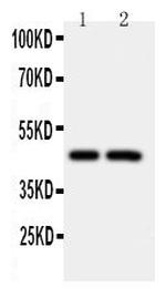 Caspase 2 Antibody in Western Blot (WB)