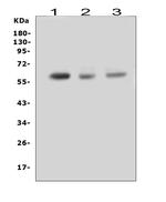 RUNX2 Antibody in Western Blot (WB)