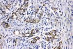 MEK3 Antibody in Immunohistochemistry (Paraffin) (IHC (P))