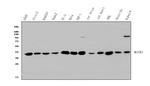 MEK3 Antibody in Western Blot (WB)