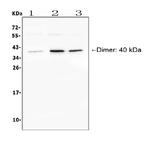 CD268 (BAFF Receptor) Antibody in Western Blot (WB)