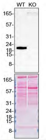 Pleiotrophin Antibody