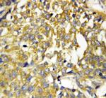 Pleiotrophin Antibody in Immunohistochemistry (Paraffin) (IHC (P))