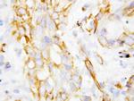 beta-Defensin 1 Antibody in Immunohistochemistry (Paraffin) (IHC (P))