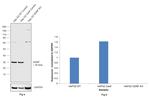 GDNF Antibody