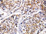 Caspase 4 Antibody in Immunohistochemistry (Paraffin) (IHC (P))