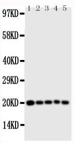 Caspase 4 Antibody in Western Blot (WB)