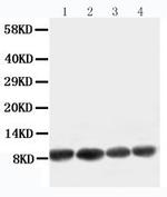 Apelin Antibody in Western Blot (WB)