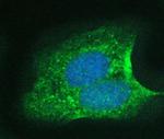 14-3-3 sigma Antibody in Immunocytochemistry (ICC/IF)