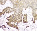 14-3-3 sigma Antibody in Immunohistochemistry (Paraffin) (IHC (P))