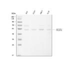 LOX-1 Antibody in Western Blot (WB)