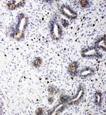 TRIF Antibody in Immunohistochemistry (Paraffin) (IHC (P))