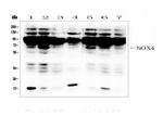 NOX4 Antibody in Western Blot (WB)