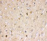 Prohibitin Antibody in Immunohistochemistry (Paraffin) (IHC (P))