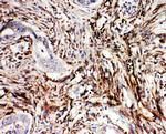 NRG1 Antibody in Immunohistochemistry (Paraffin) (IHC (P))