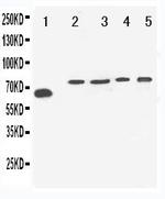 VGF Antibody in Western Blot (WB)