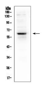 T-bet Antibody in Western Blot (WB)