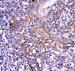 CD244 Antibody in Immunohistochemistry (Paraffin) (IHC (P))