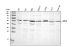 ABI2 Antibody in Western Blot (WB)